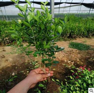 優質綠化苗 北美冬青 冬青苗青州大量供應