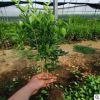 優質綠化苗 北美冬青 冬青苗青州大量供應