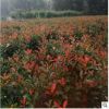 四季常青庭院綠化 紅葉石楠球基地直銷紅葉石楠 園林工程綠化