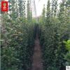 北海道黃楊 四季常青 黃楊 道路綠化用北海道黃楊