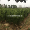 2019小規格蜀檜價格持續升高