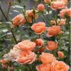 大苗甜夢藤本月季大苗多頭群開爬藤攀援薔薇庭院植物盆栽花墻
