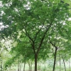 精品櫸樹(shù)…