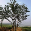 拼栽樸樹(shù)