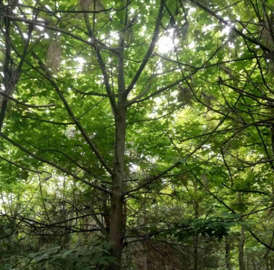 楓香供應