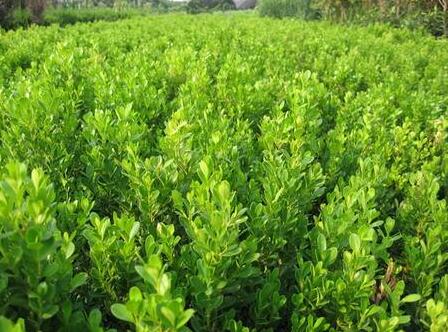 50公分高小葉黃楊苗最新價格