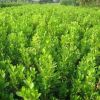 50公分高小葉黃楊苗最新價格