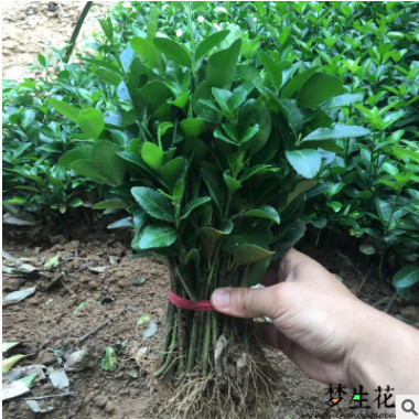 綠化苗木行道樹綠籬植物大葉黃楊苗北海道黃楊冬青苗四季長青