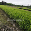 四川成都供應(yīng)春娟 夏娟 杜鵑 西洋娟春娟球 杜鵑球