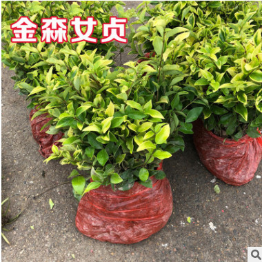金森女貞樹苗四季常青庭院花園植物小葉冬青女貞籬笆苗綠化工程
