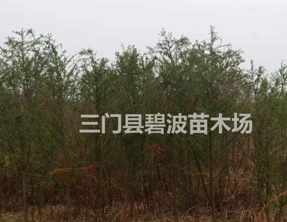 東方杉出售圖片/東方杉出售報價
