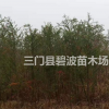 東方杉出售圖片/東方杉出售報價