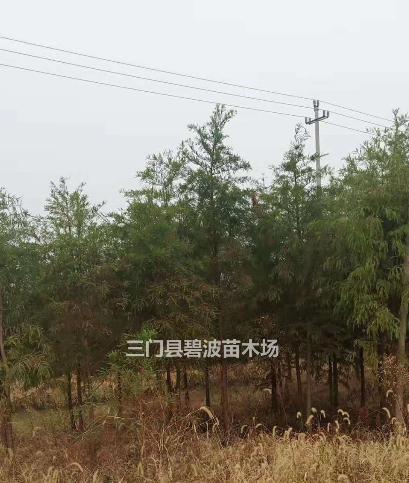 浙江[產品]/浙江中山杉出售價格/報價