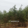 浙江[產品]/浙江中山杉出售價格/報價