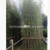 小型竹紫竹、斑竹青皮竹小琴絲竹慈孝竹小佛肚竹