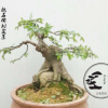 榆樹盆景 中小型粗壯根部 高檔辦公室庭院會所 植物樹樁