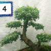 雀梅樹樁盆景 辦公桌室內(nèi)植物凈化空氣 盆栽批發(fā)實物老盆熱銷