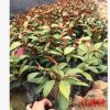 紅背桂大小苗可盆栽地被苗漳州基地直銷 多規格供應