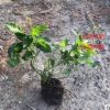大花蘆莉 紅花盧莉適合庭院園林景觀道路綠化苗木