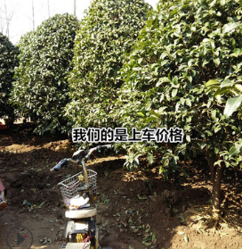 桂花批發(fā) 2-20公分冠幅優(yōu)美 金桂，銀桂，丹桂和四季桂樹苗
