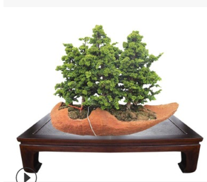 直銷無刺枸骨球 光球，樹型圓整，無脫腳，無偏冠 帶刺枸骨