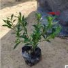 基地種植梔子花小葉梔子大葉梔子白蟬 黃梔子花四季梔子花批發