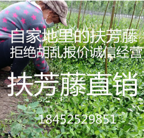 批發(fā)爬藤植物衛(wèi)矛 小葉扶芳藤 扶芳藤小苗 四季長青 綠化苗木