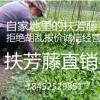 批發(fā)爬藤植物衛(wèi)矛 小葉扶芳藤 扶芳藤小苗 四季長青 綠化苗木