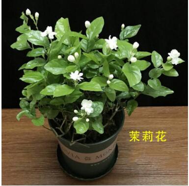 茉莉花盆栽帶花苞辦公室花卉客廳觀花植物好養室內花凈化空氣芳香