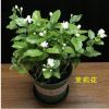 茉莉花盆栽帶花苞辦公室花卉客廳觀花植物好養室內花凈化空氣芳香