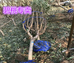 碧桃專賣 4-8公分樹形優(yōu)美 無偏冠 7倍土球桿直 紫葉青葉 品種全