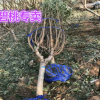 碧桃專賣 4-8公分樹形優(yōu)美 無偏冠 7倍土球桿直 紫葉青葉 品種全
