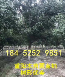 重陽木基地 15-18公分樹形優(yōu)美 重陽木價格報價 重陽木產(chǎn)地