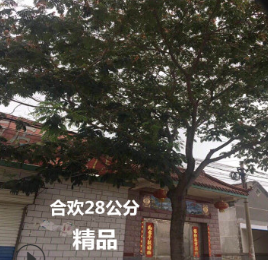 合歡直銷 合歡樹6-15-28公分 樹形優(yōu)美 合歡樹又名絨花樹，馬纓花