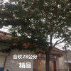 合歡直銷 合歡樹6-15-28公分 樹形優(yōu)美 合歡樹又名絨花樹，馬纓花