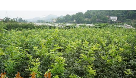 供應鄂西紅豆樹、花梨木、金絲楠、閩楠、浙江楠、紫楠、羅漢松