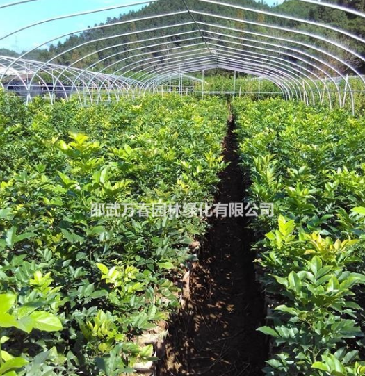 供應楠木，羅漢松，竹柏營養袋苗，朱砂桂，丹桂，四季桂地栽苗