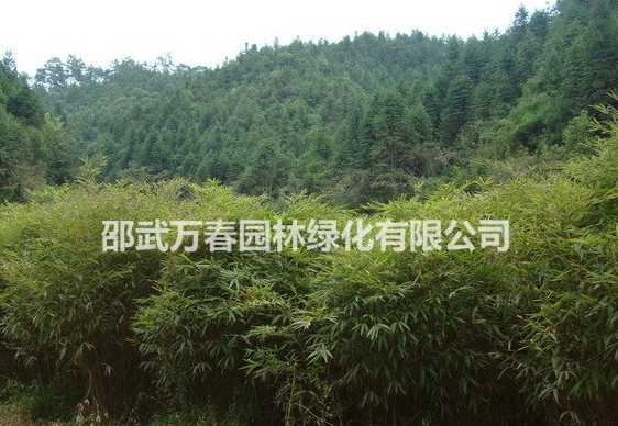 供應毛竹苗20萬株