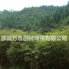 供應毛竹苗20萬株