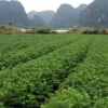 良種杉木苗100萬株