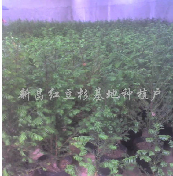 紅豆杉營養缽苗