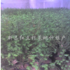 紅豆杉營養缽苗