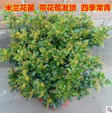 米蘭花樹苗雅氣十足芳香室內室外花卉驅蚊庭院綠植客廳盆栽易養活