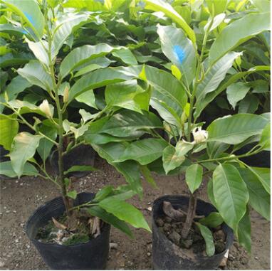 室外白蘭花苗南方樹苗耐寒黃角蘭白玉蘭帶花盆栽濃香當年開花