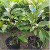 室外白蘭花苗南方樹苗耐寒黃角蘭白玉蘭帶花盆栽濃香當年開花