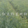 紅豆杉