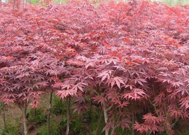 紅楓