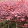 紅楓