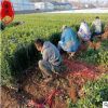 山東青州北海道黃楊苗批發 1.5米北海道黃楊綠籬