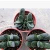 廣州花卉盆栽基地直供多肉植物子寶鯊魚掌